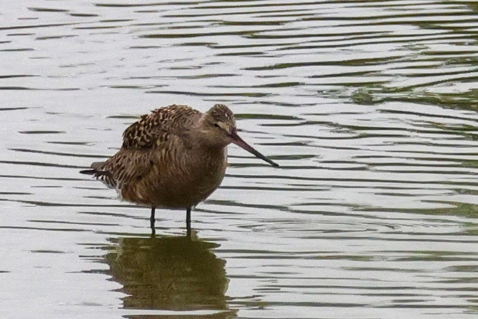 Hudsonian Godwit - Parker Marsh