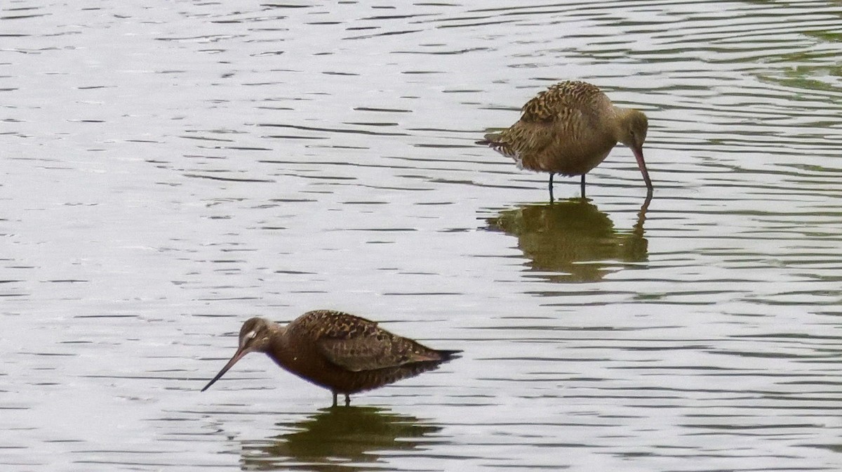 Hudsonian Godwit - ML559709811