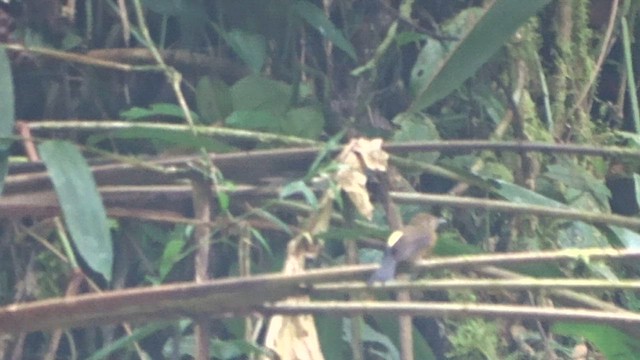 Tawny-breasted Flycatcher - ML559710711