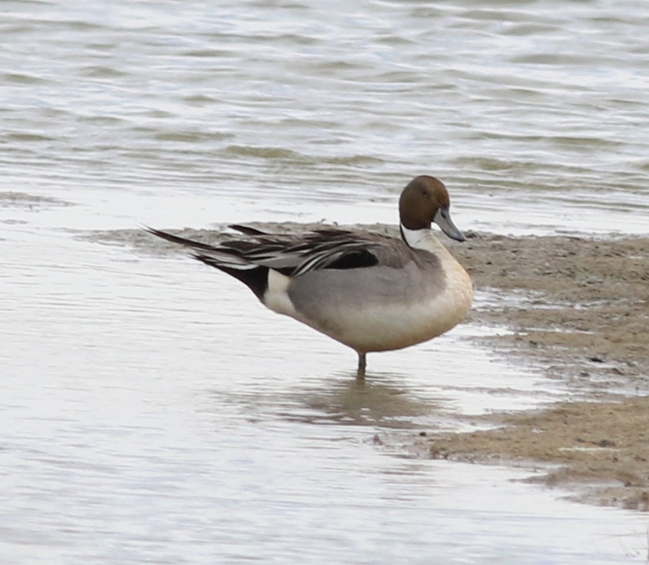 Northern Pintail - ML559711321