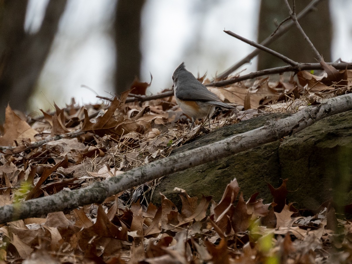 Tufted Titmouse - ML559711561