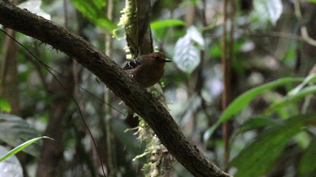 Common Scale-backed Antbird (Buff-breasted) - ML559712281