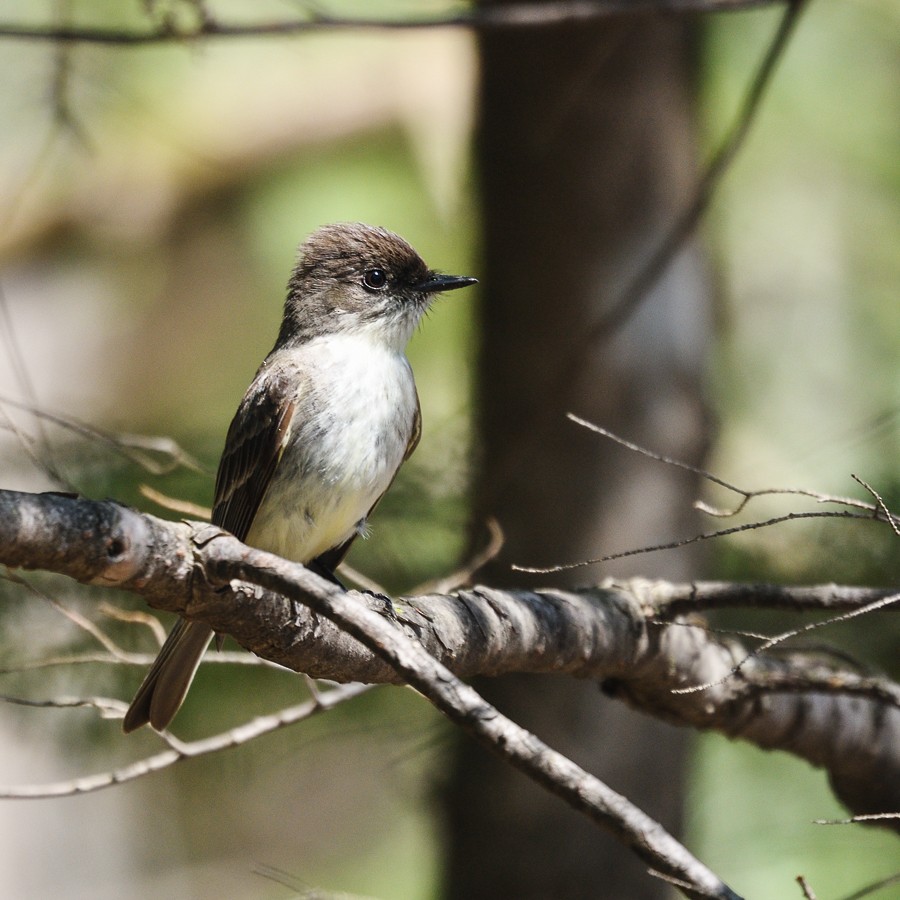 Eastern Phoebe - ML55971231