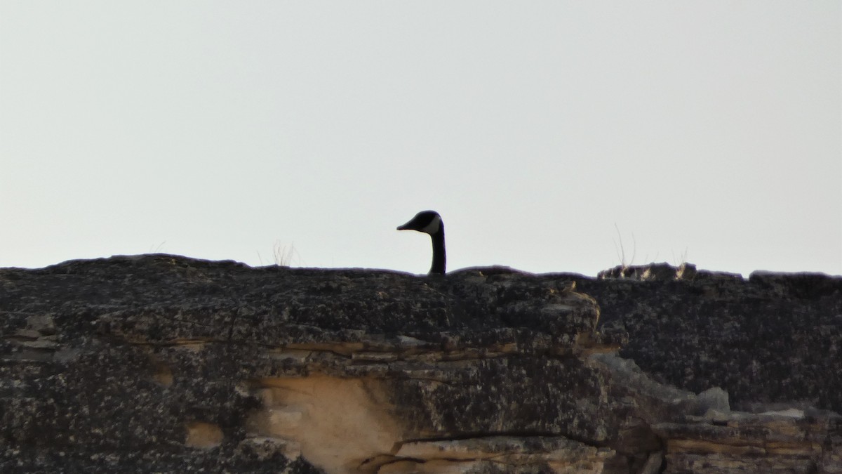 Canada Goose - ML559713191