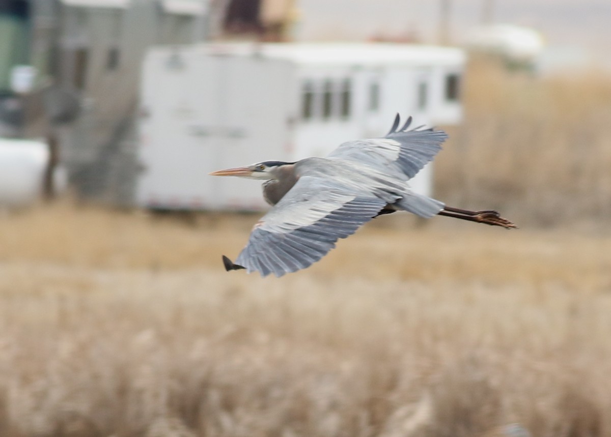 Great Blue Heron - ML559714001