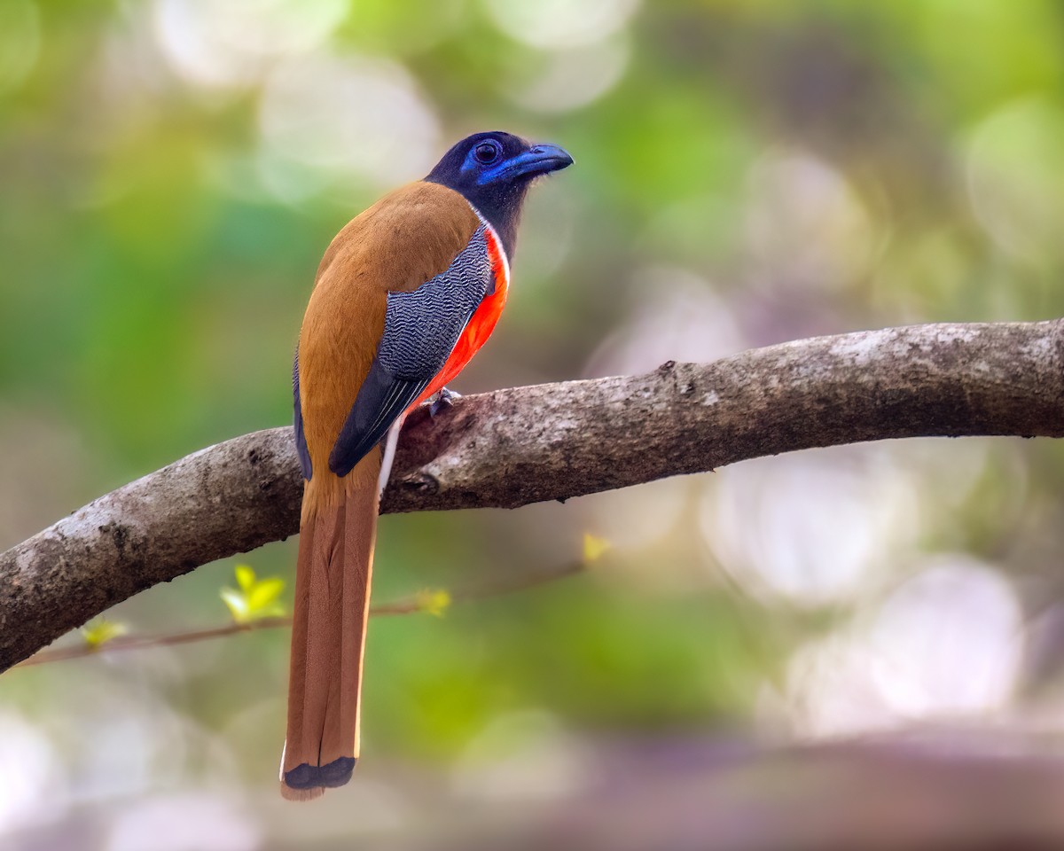 Malabar Trogon - ML559714721