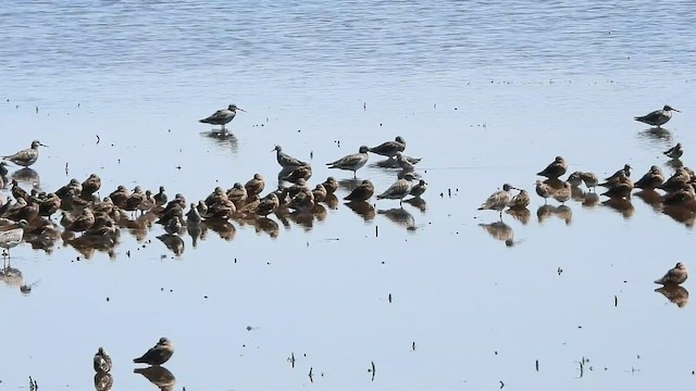 Long-billed Dowitcher - ML559715281