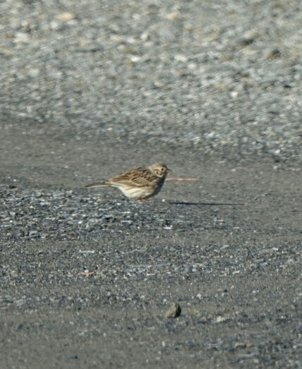 Vesper Sparrow - Sean Hatch