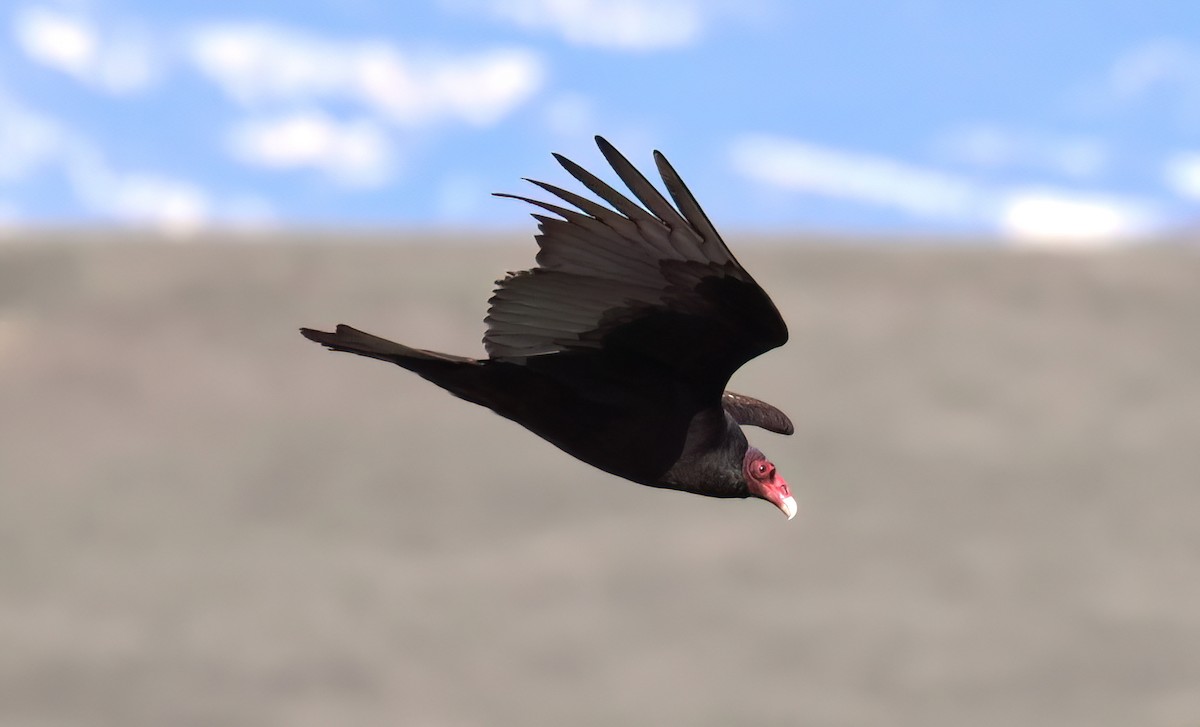 Turkey Vulture - ML559716091