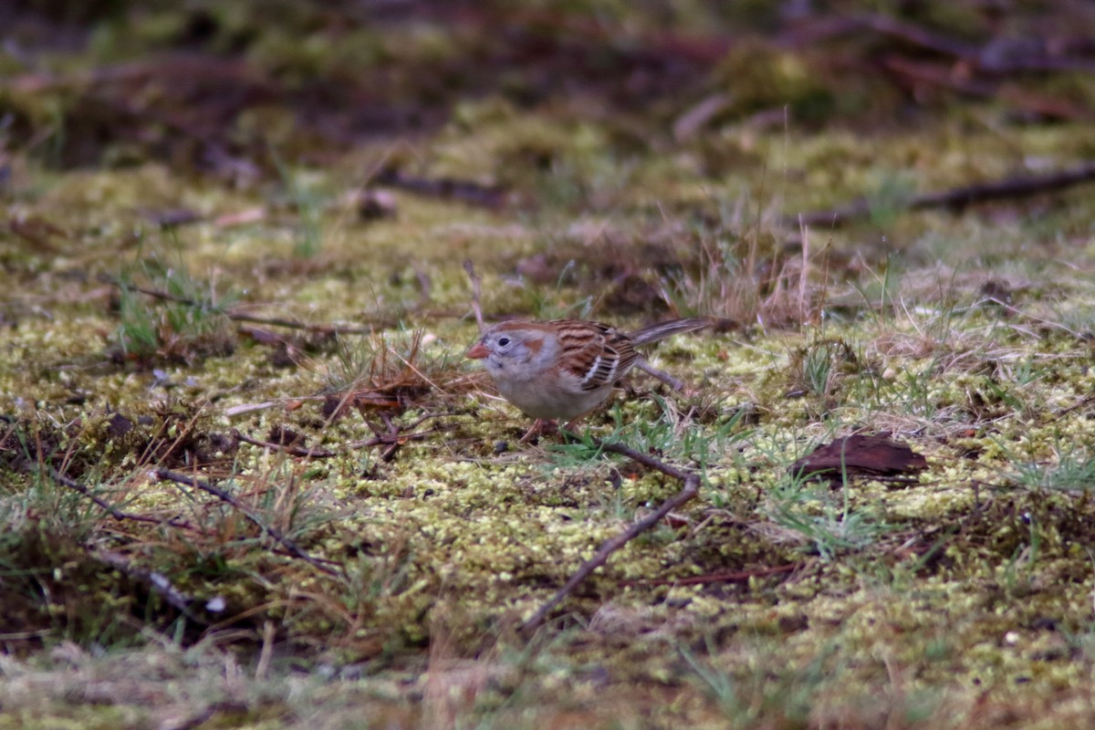 Field Sparrow - ML559716261