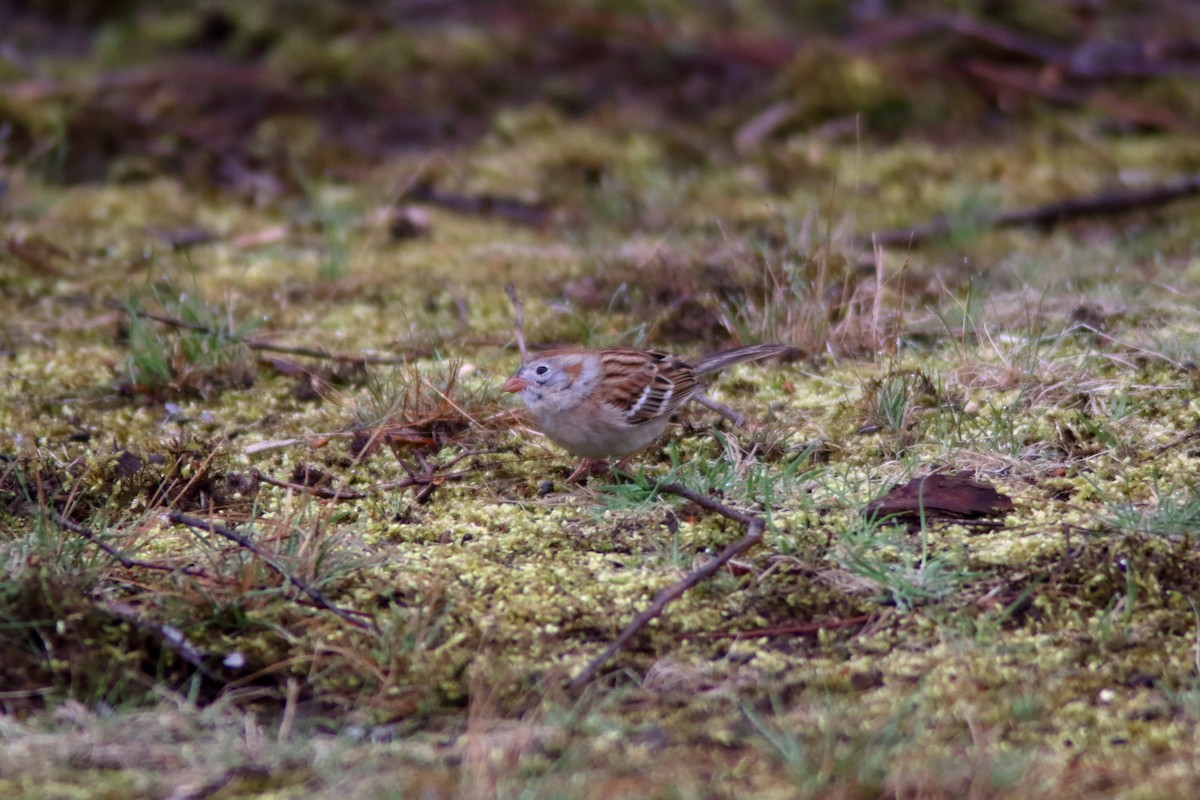 Field Sparrow - ML559716311