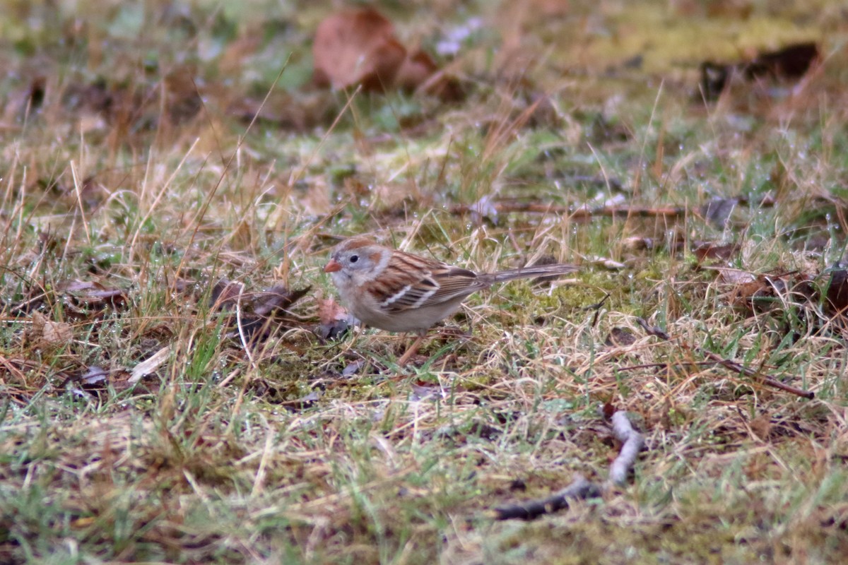 Field Sparrow - ML559716431