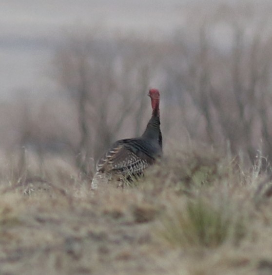 Wild Turkey - Lorraine Lanning