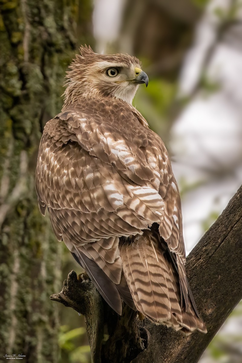 Red-tailed Hawk - James Johnston