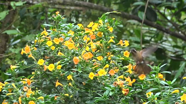 Colibri moucheté - ML559716811