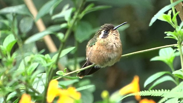 Colibri moucheté - ML559716991