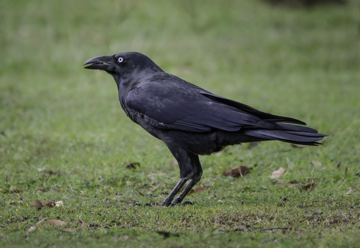 Torresian Crow - ML559717471