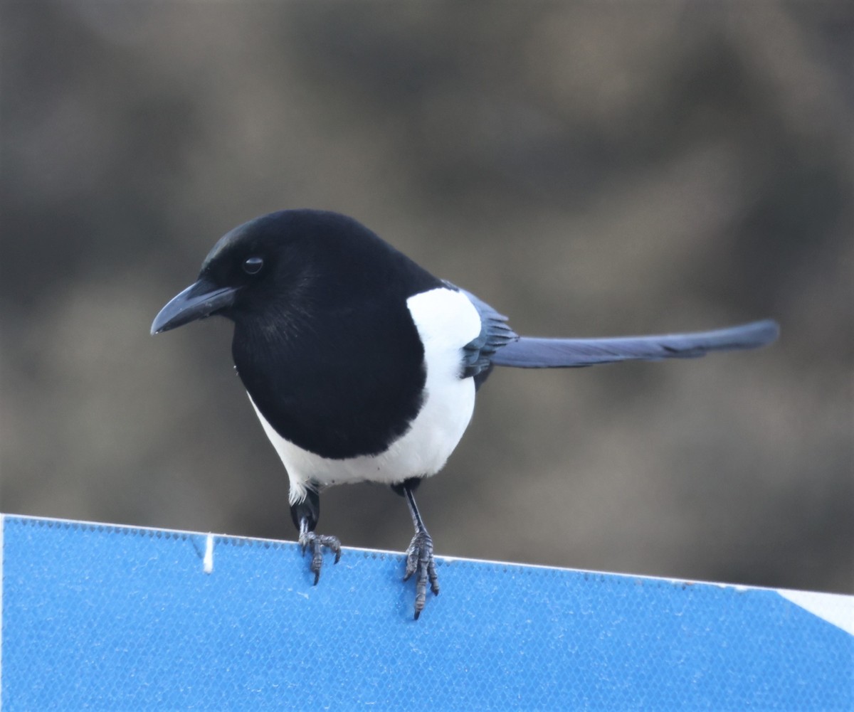 Black-billed Magpie - ML559719351