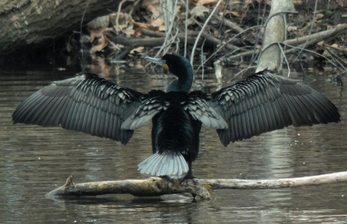 Double-crested Cormorant - ML559720681
