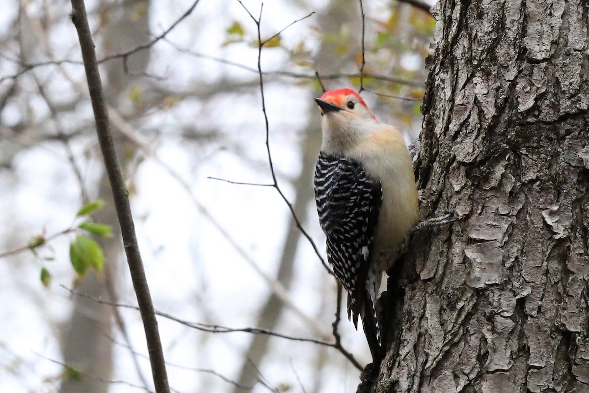 Red-bellied Woodpecker - ML559720851