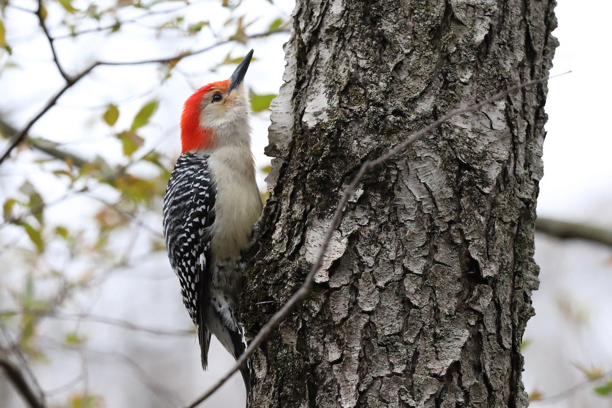 Red-bellied Woodpecker - ML559720861