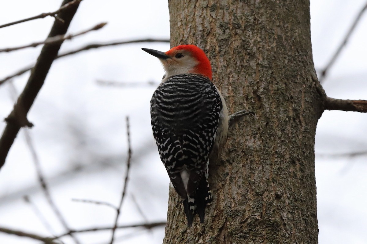 Red-bellied Woodpecker - ML559720871