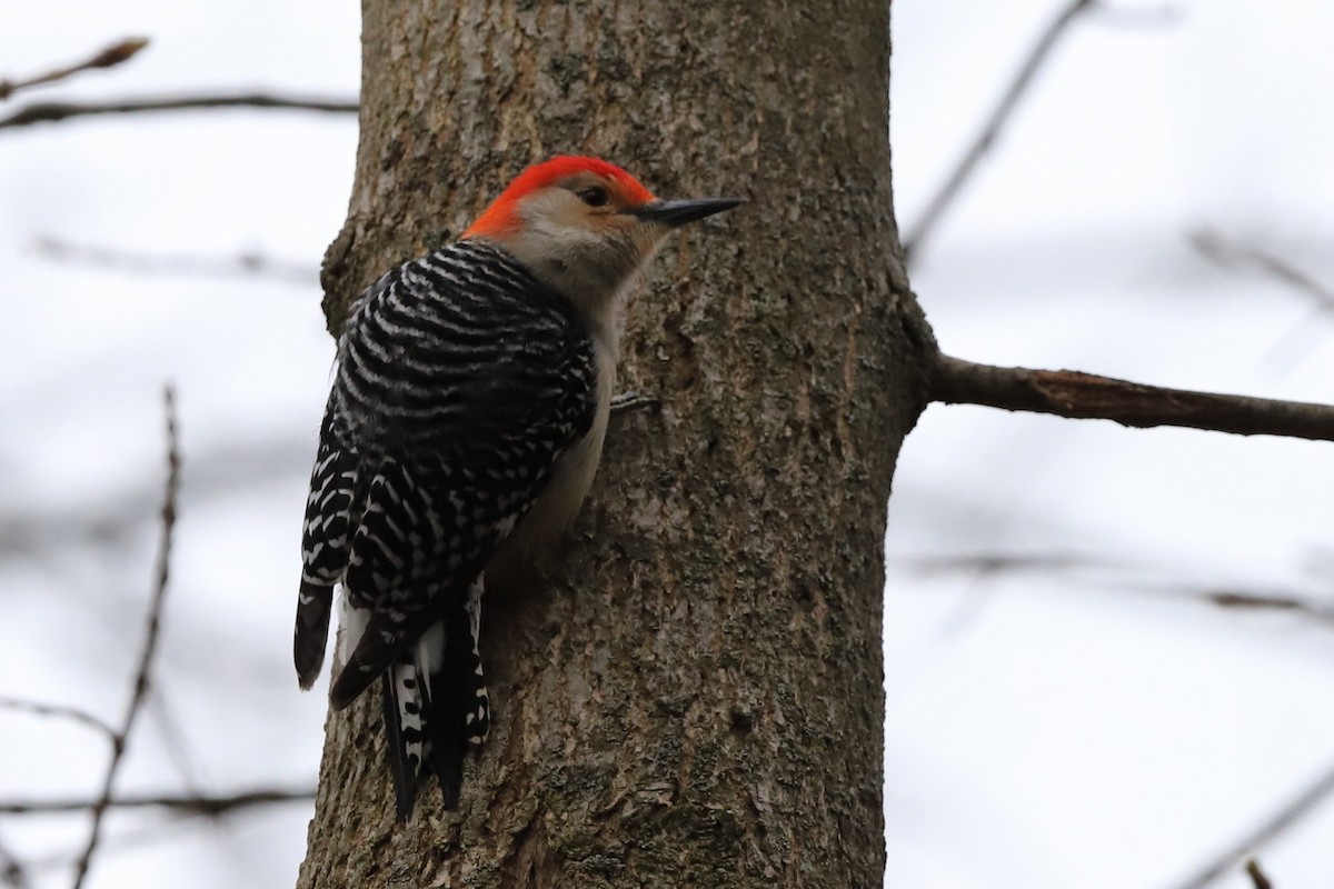 Red-bellied Woodpecker - ML559720881
