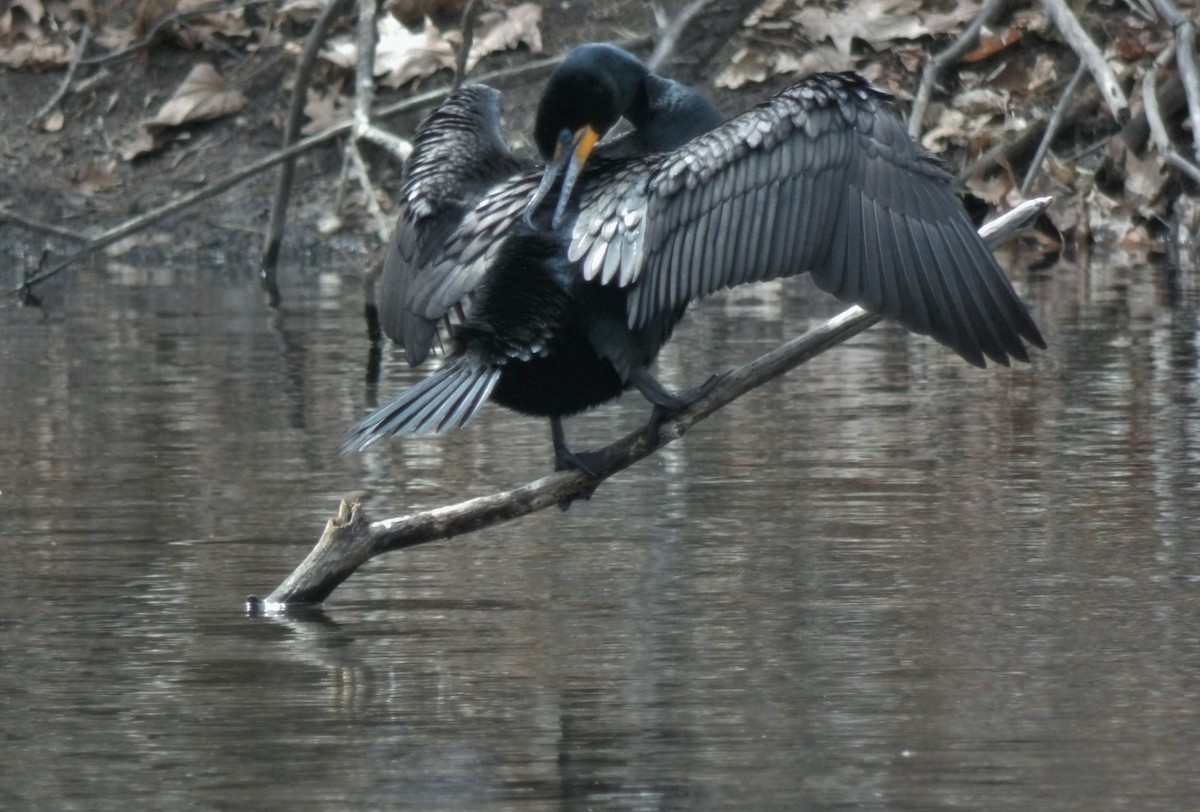 Double-crested Cormorant - ML559721311