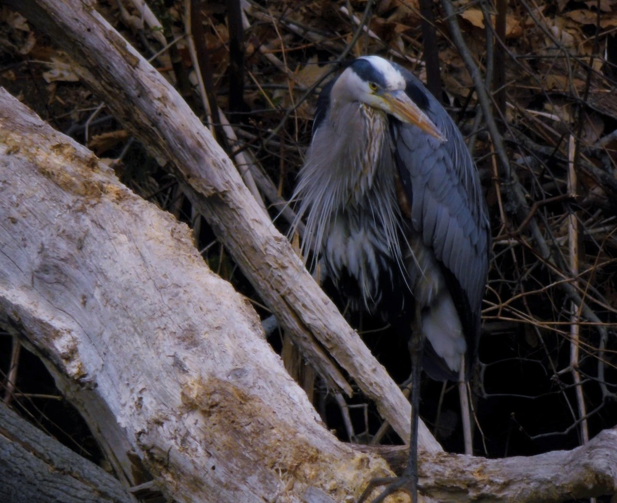 Great Blue Heron - ML559721671