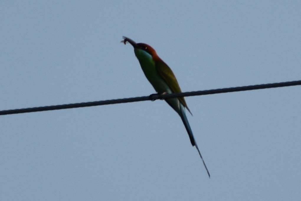 Blue-tailed Bee-eater - ML559722511