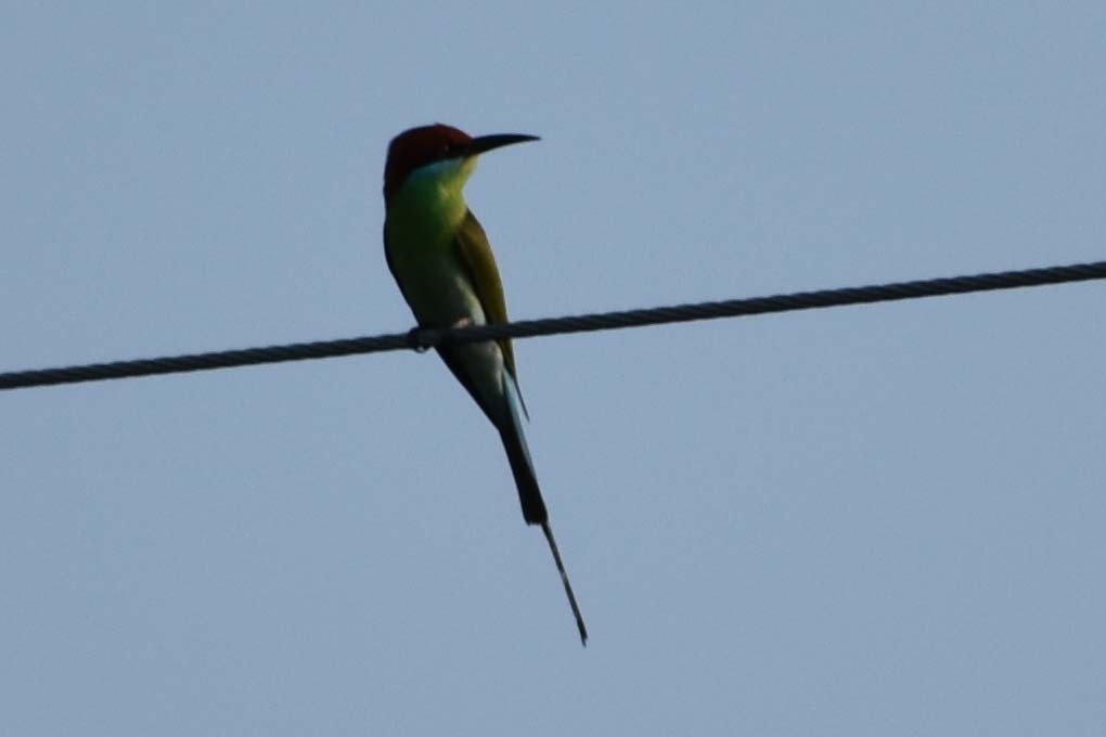 Blue-tailed Bee-eater - Lindsay Sanford