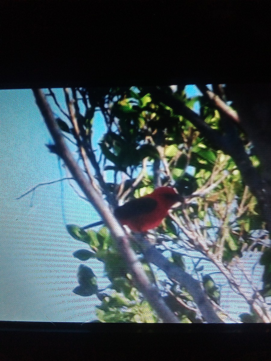 Scarlet Tanager - ML559723511