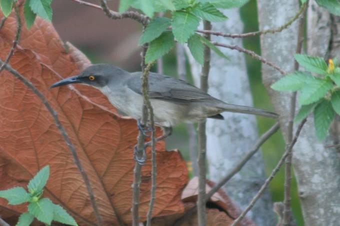 Gray Trembler - Robert Gowan