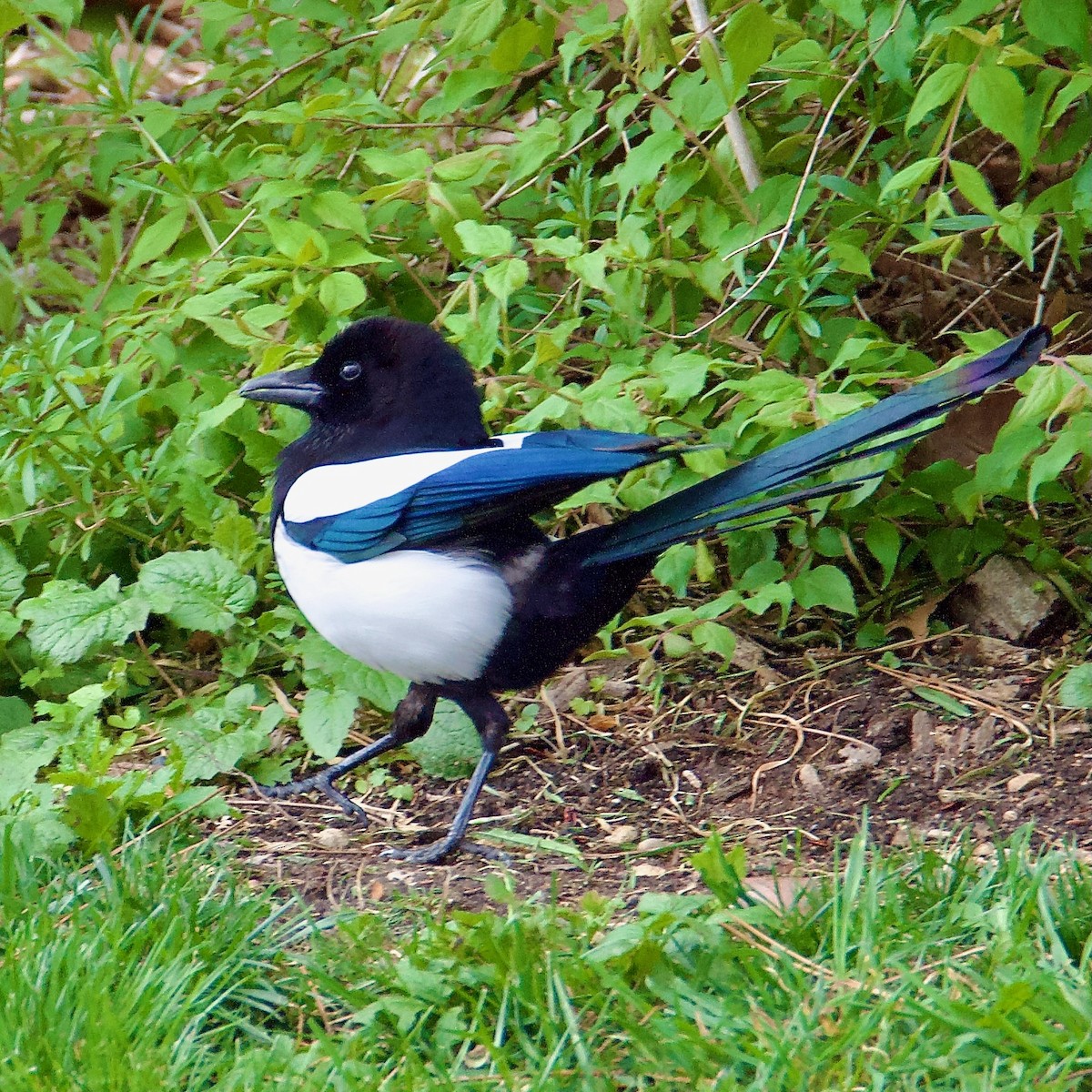 Eurasian Magpie (Eurasian) - Cheryl & Scott Taylor