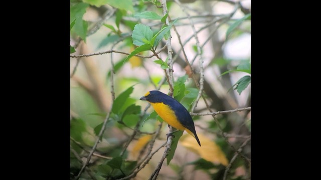 Yellow-throated Euphonia - ML559725671