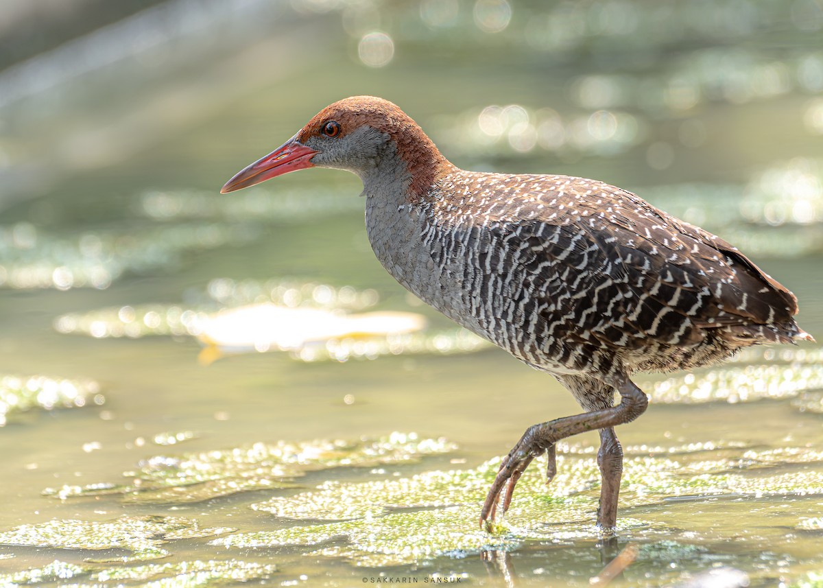 Slaty-breasted Rail - Sakkarin Sansuk