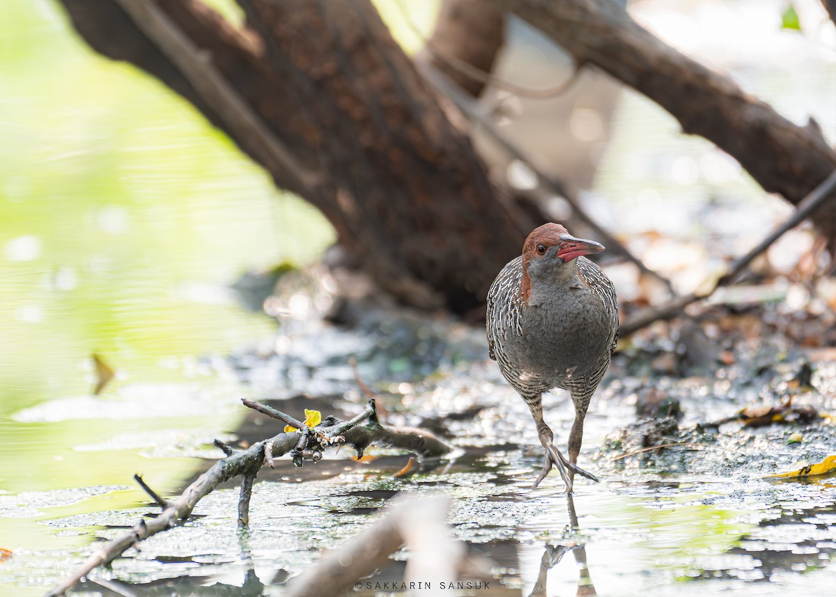 Slaty-breasted Rail - ML559727811