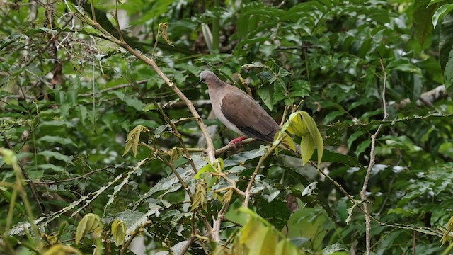 Colombe à front gris - ML559728671