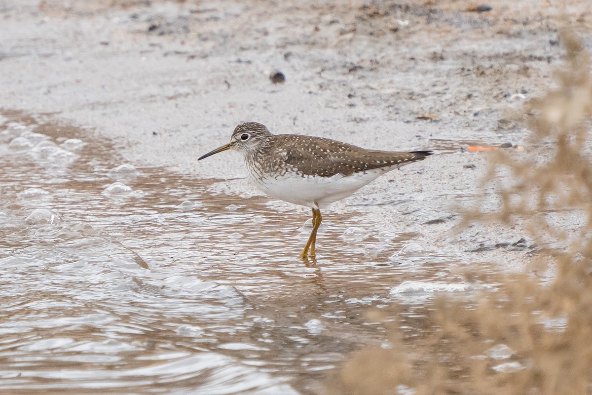 Solitary Sandpiper - ML559730121