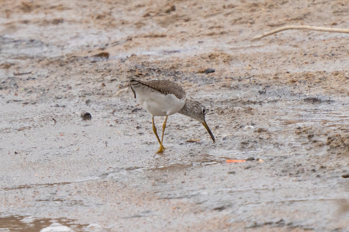 Solitary Sandpiper - ML559730171