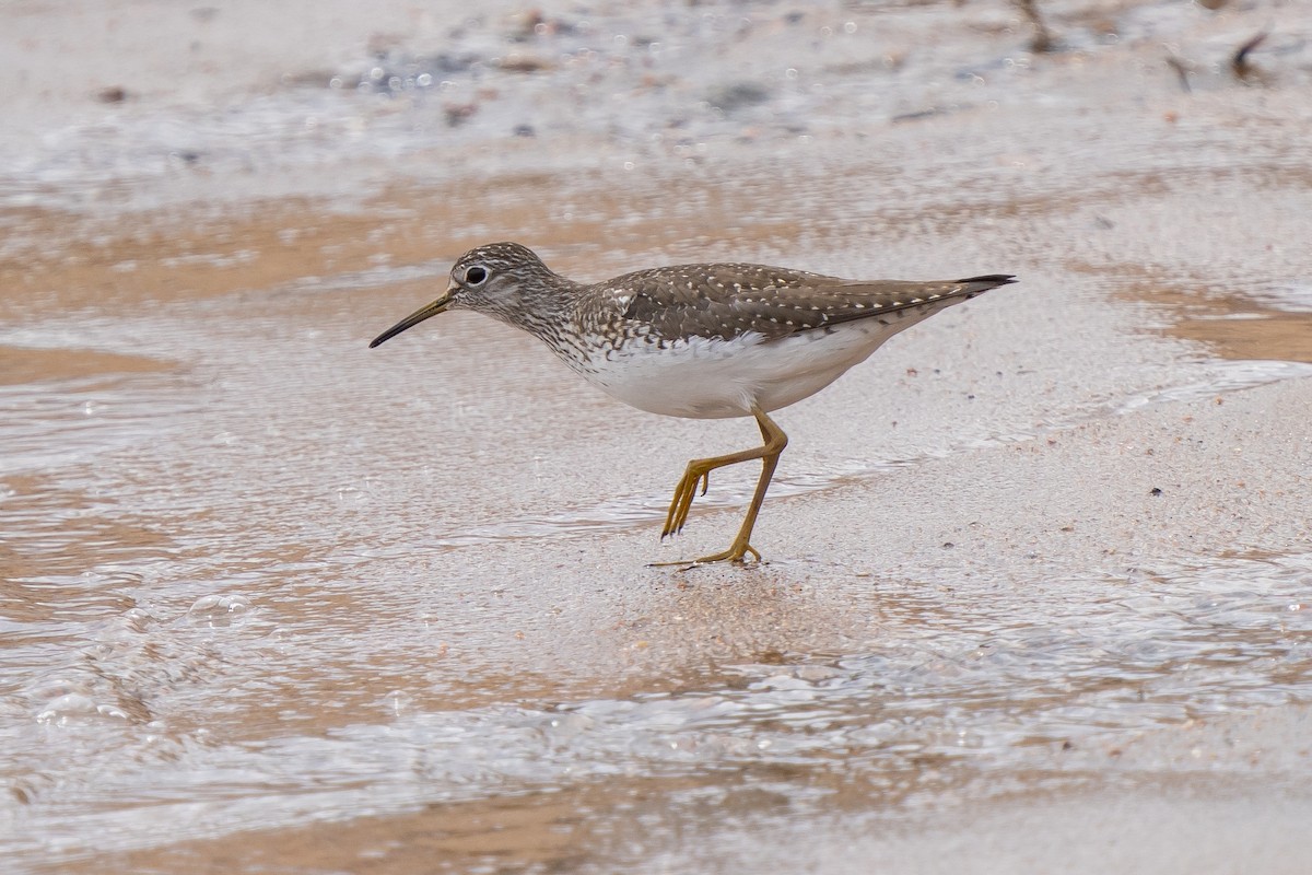 Solitary Sandpiper - ML559730181