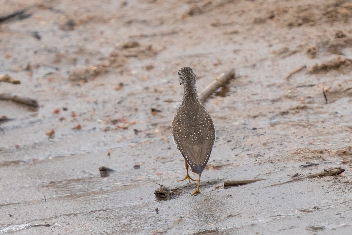 Solitary Sandpiper - ML559730191