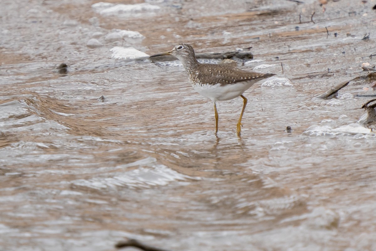 Solitary Sandpiper - ML559730201