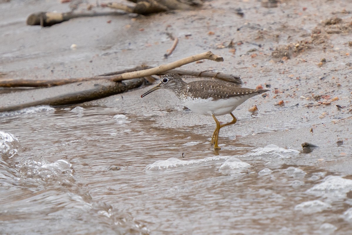 Solitary Sandpiper - ML559730211