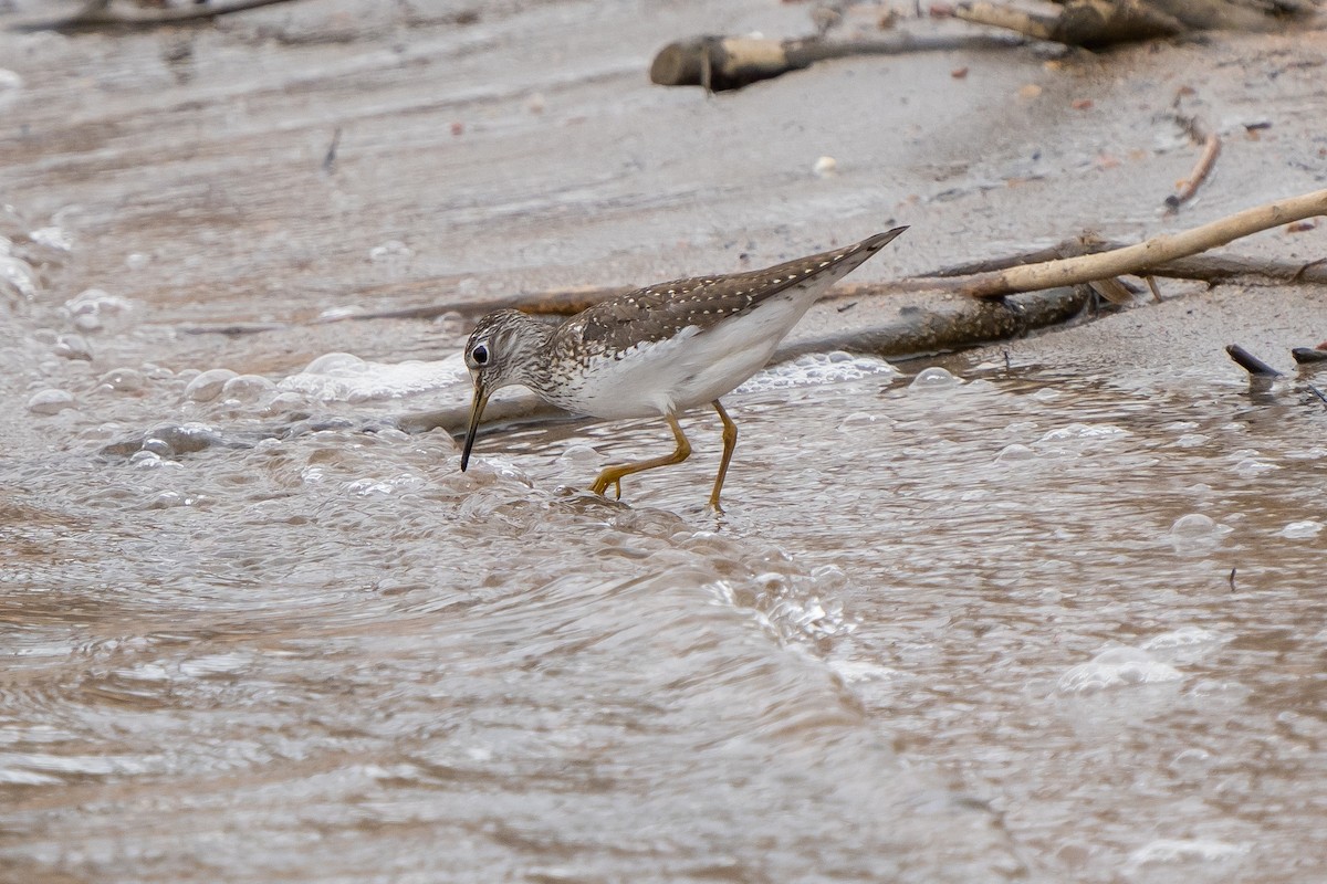 Solitary Sandpiper - ML559730221