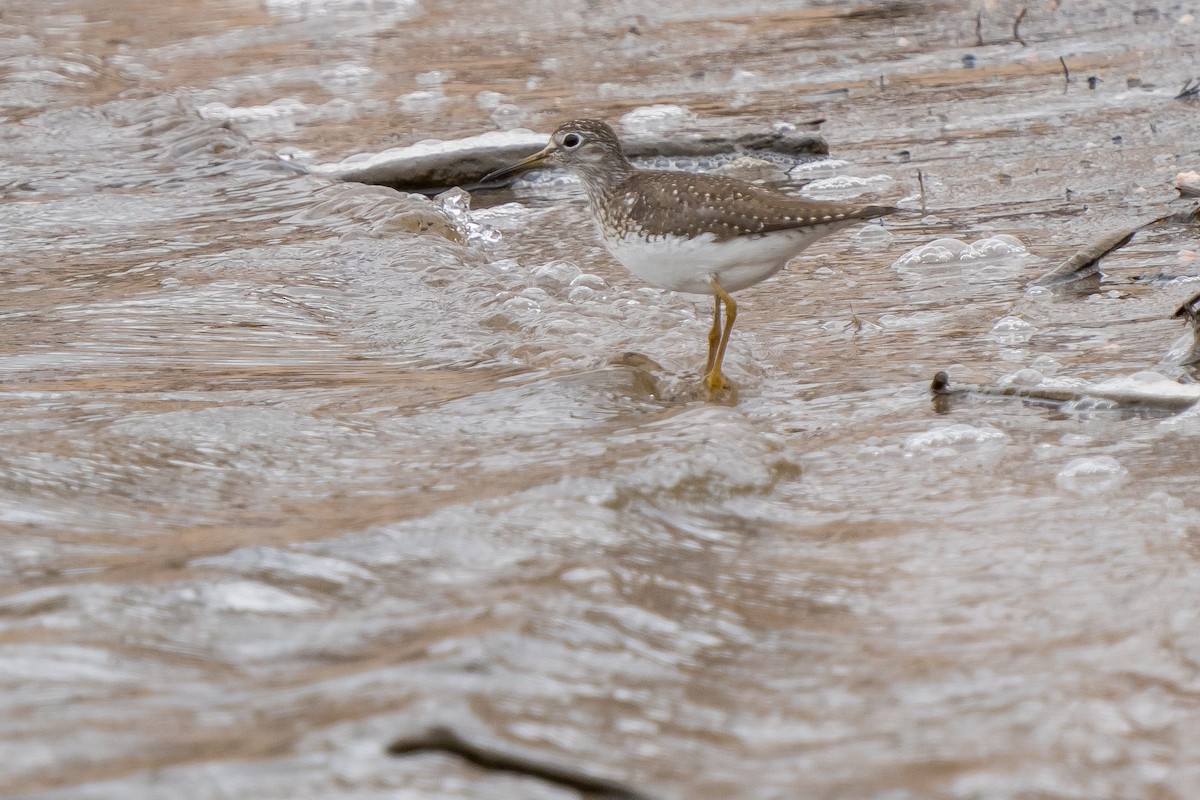 Solitary Sandpiper - ML559730231