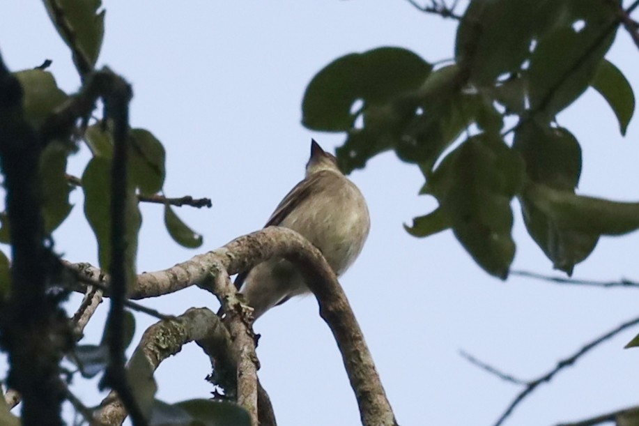 Sclater's Tyrannulet - ML559730581