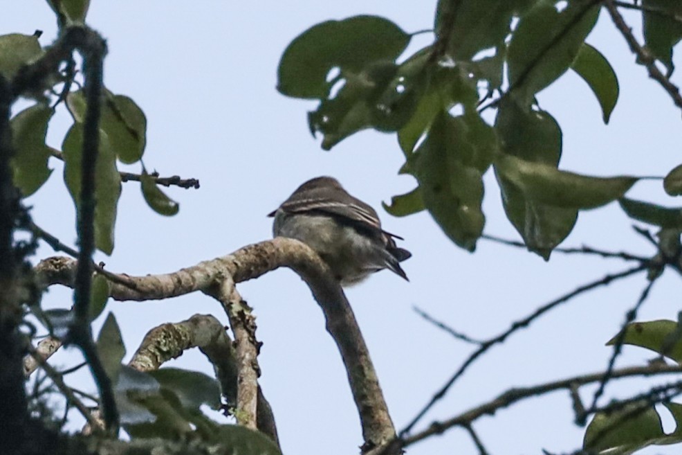 Sclater's Tyrannulet - ML559730601