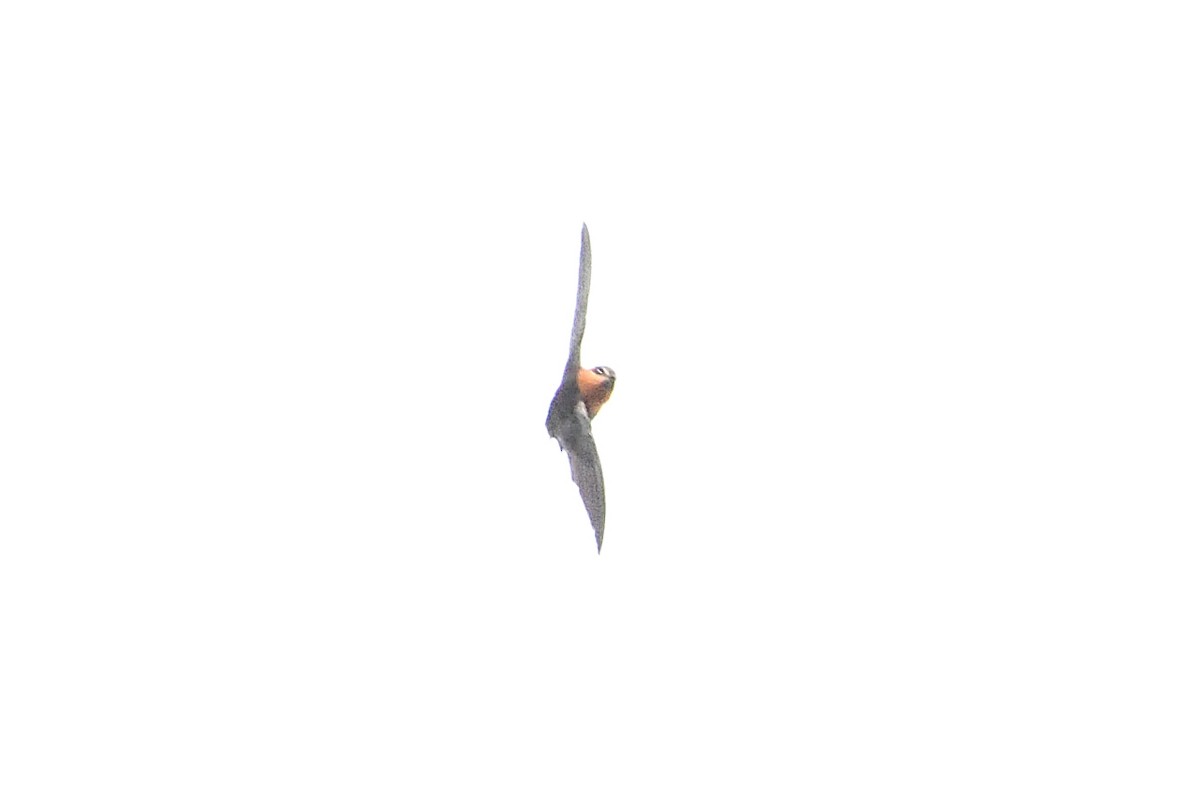 Chestnut-collared Swift - Barry Blust