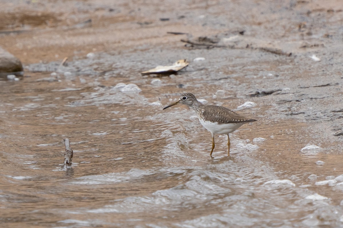 Solitary Sandpiper - ML559730721